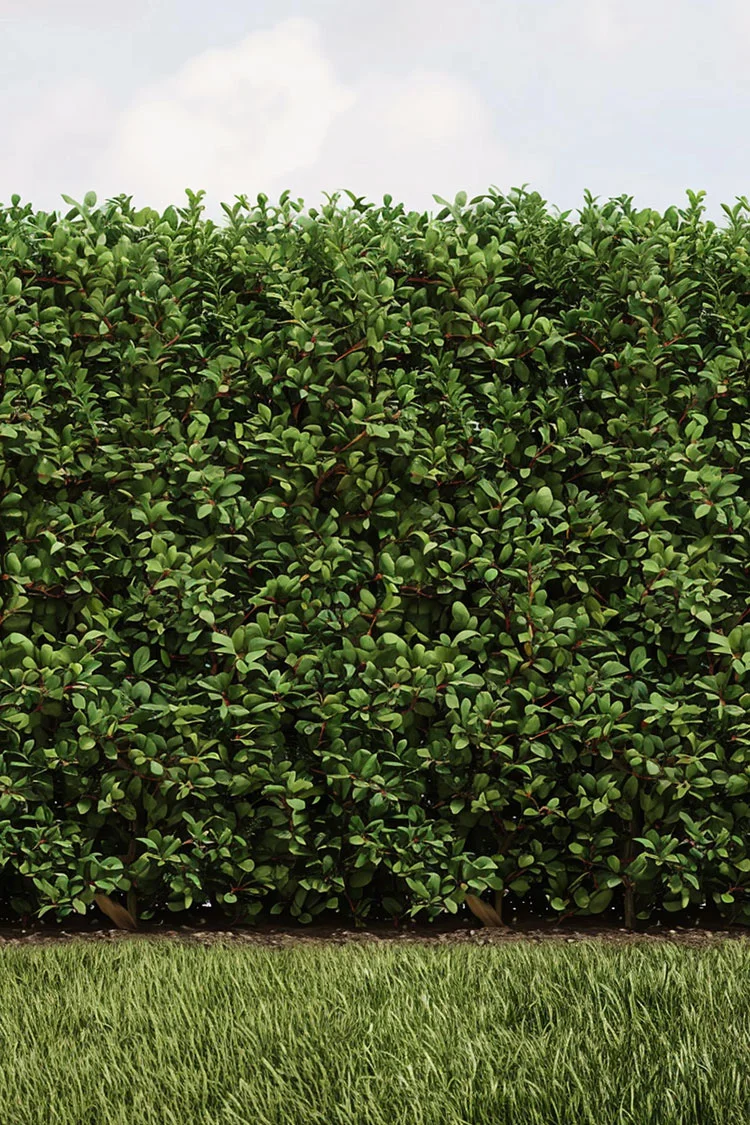 Grøn Berberis
