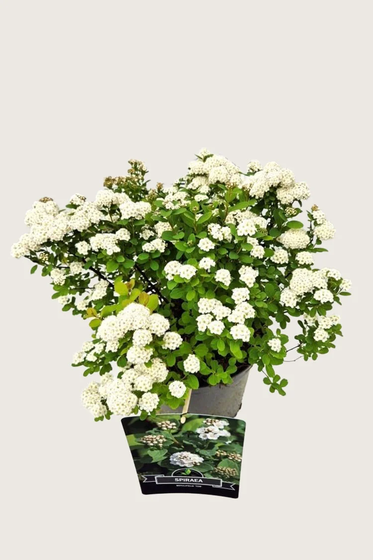 Birkebladet Spiræa 50cm Forgrenet | Plantinavia