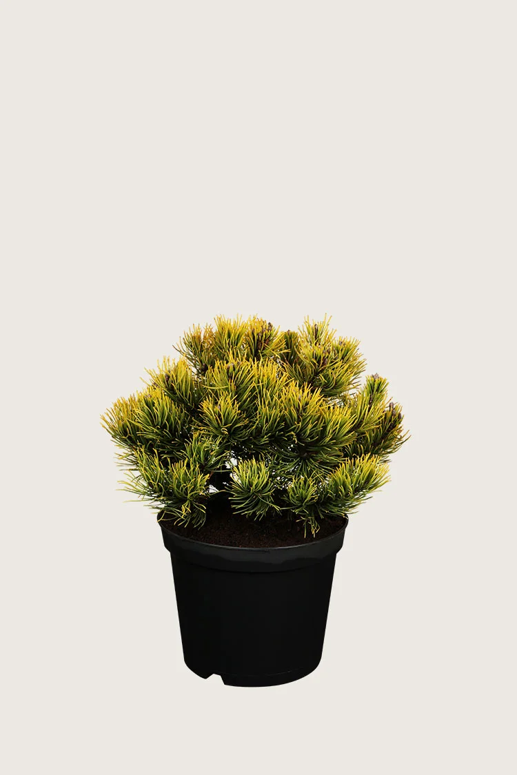 Bjergfyr 20cm Vel forgrenet | Plantinavia