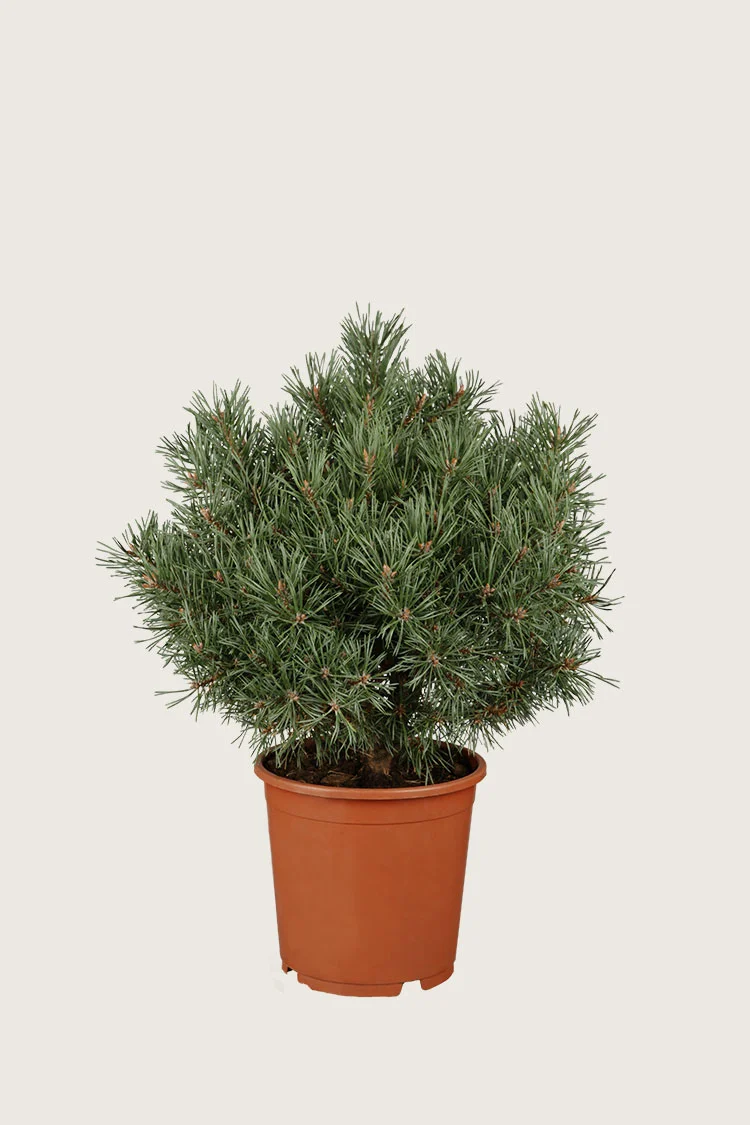 Bjergfyr 80cm Vel forgrenet | Plantinavia