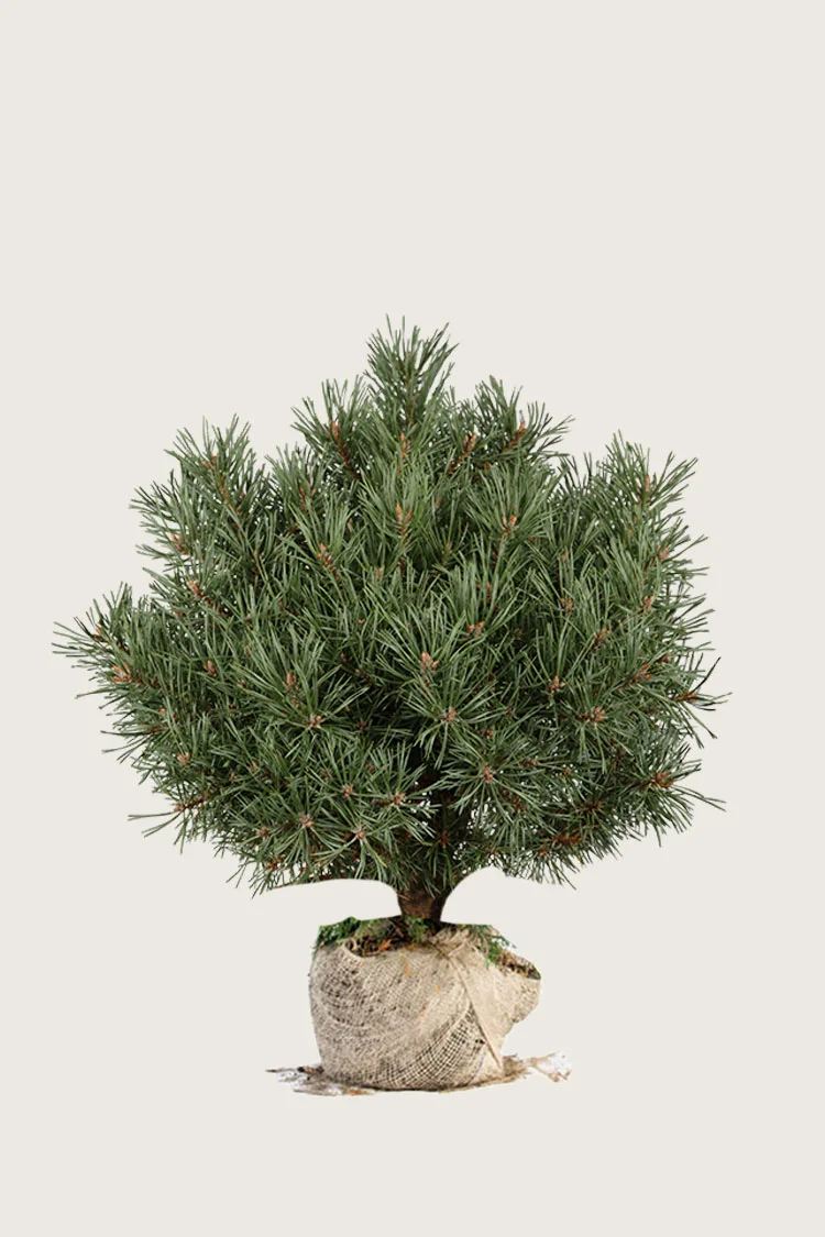 Bjergfyr 100cm Vel forgrenet | Plantinavia