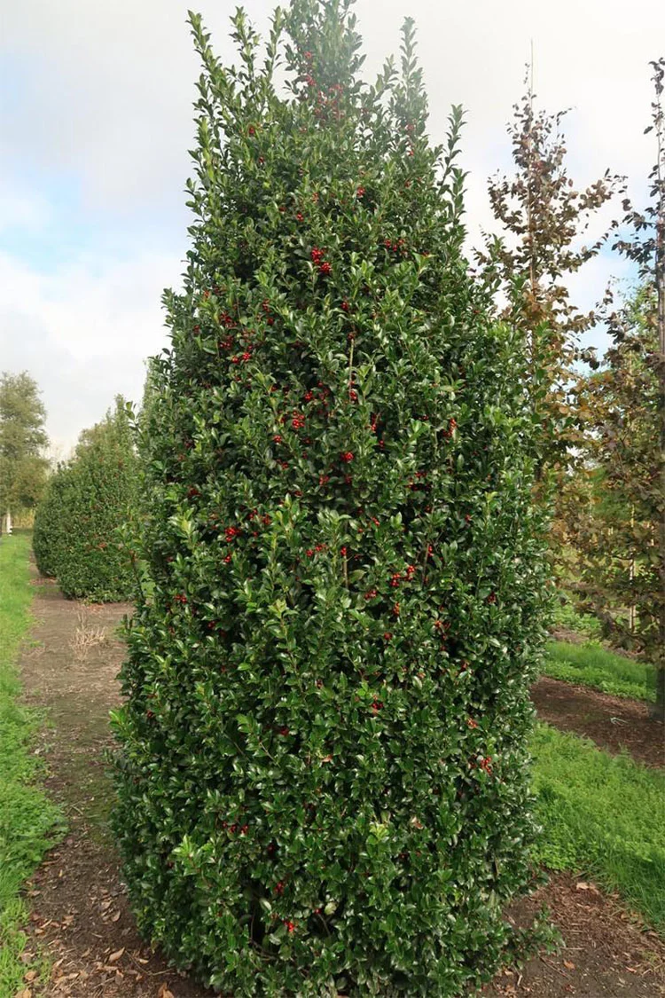 Blå Kristtorn Blue Maid 150cm Vel forgrenet | Plantinavia