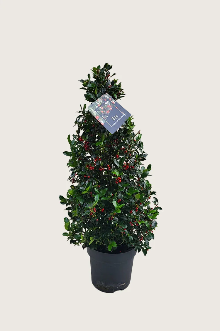 Blå Kristtorn Blue Maid 150cm Forgrenet | Plantinavia