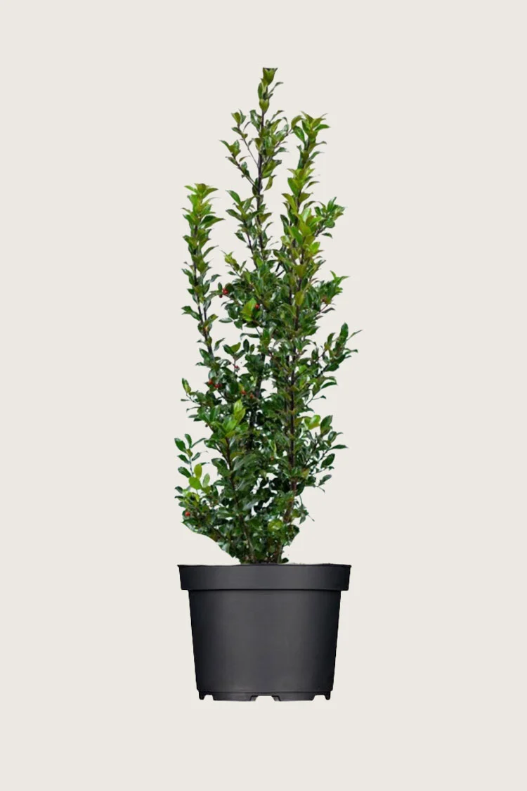 Blå Kristtorn Blue Maid 300cm Forgrenet | Plantinavia
