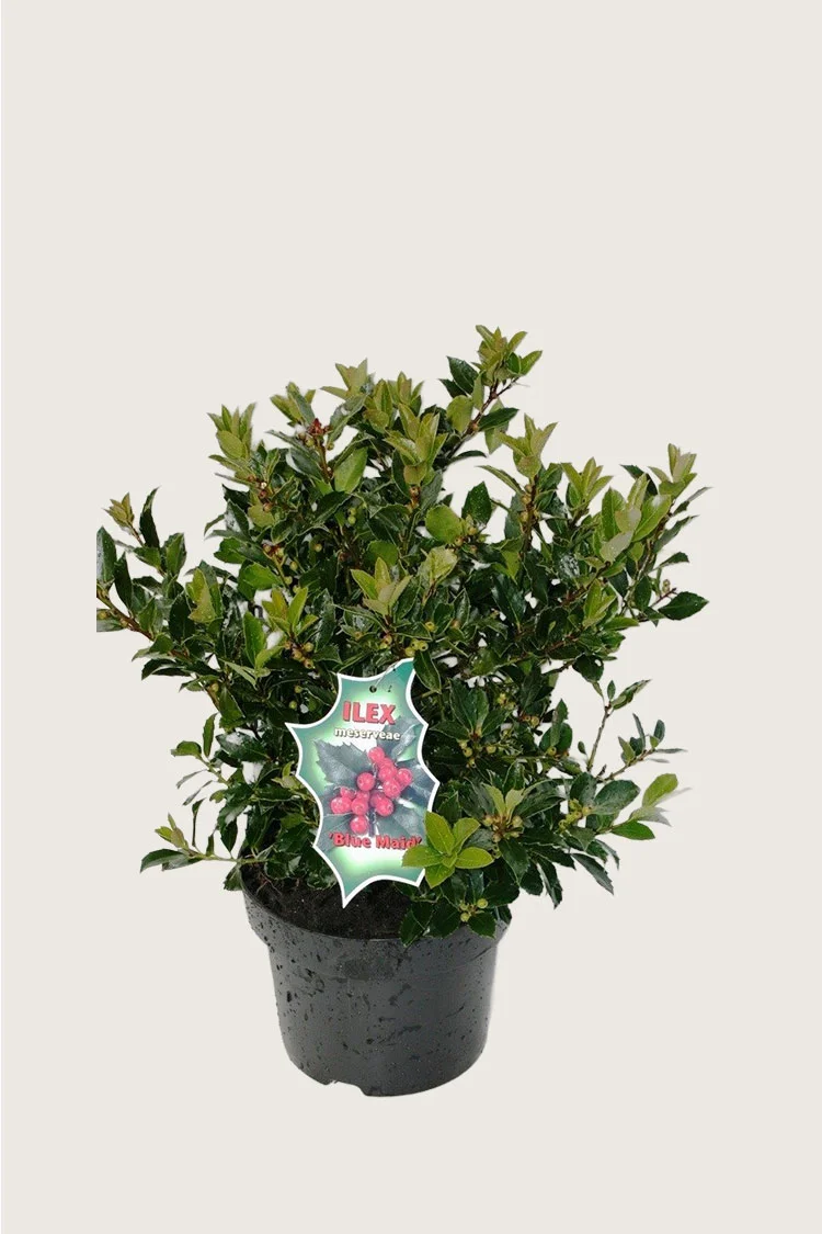 Blå Kristtorn Blue Maid 80cm Forgrenet | Plantinavia