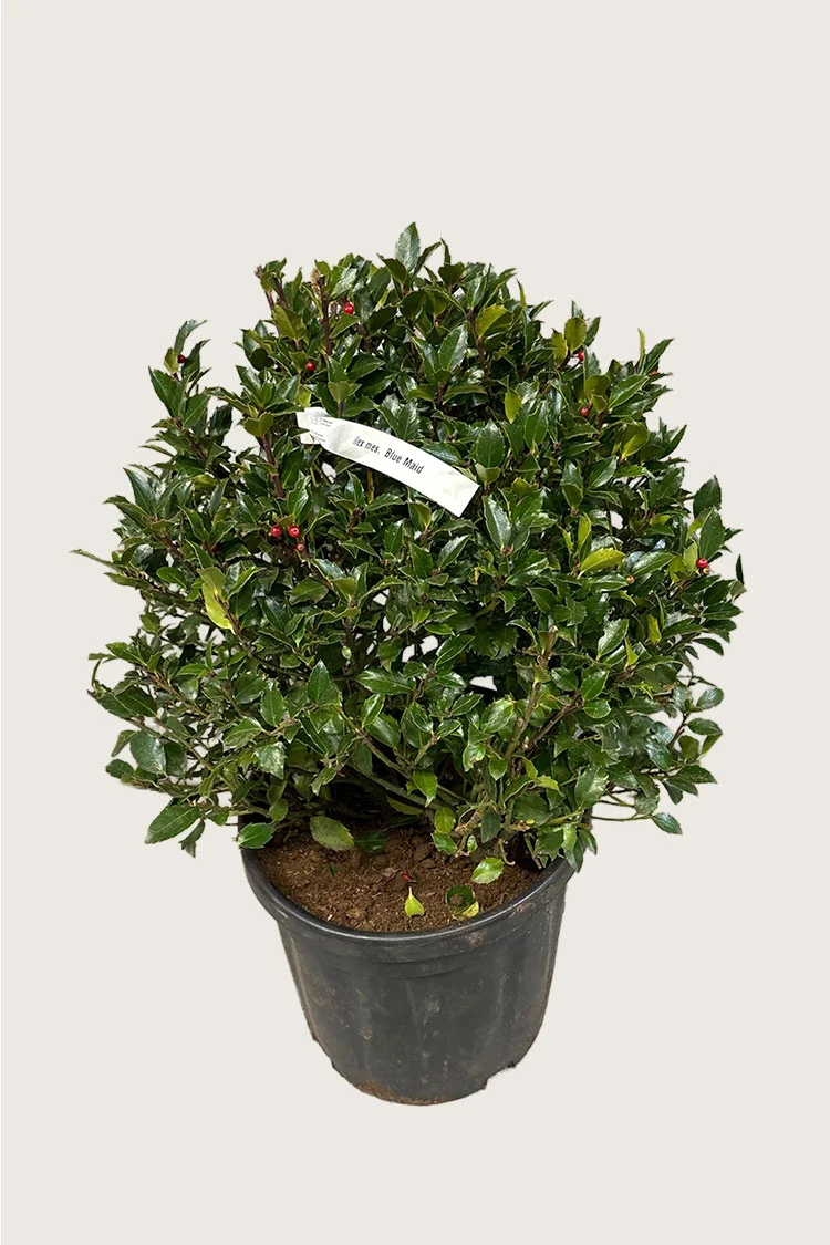 Blå Kristtorn Blue Maid 125cm Vel forgrenet | Plantinavia