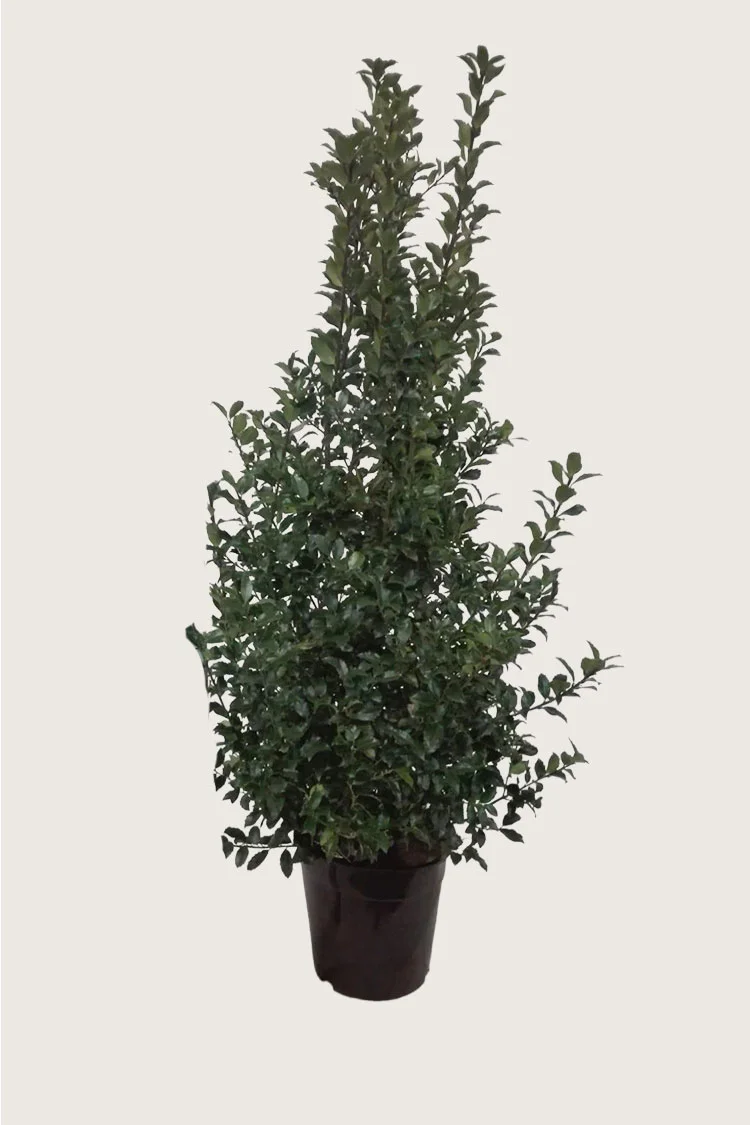 Blå Kristtorn Blue Maid 300cm Vel forgrenet | Plantinavia