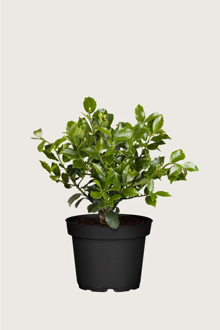 Blå Kristtorn Blue Maid 80cm Vel forgrenet | Plantinavia