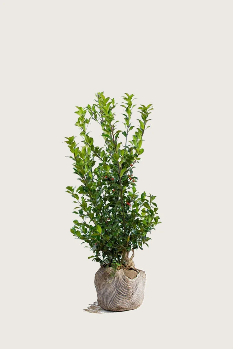 Blå Kristtorn Blue Maid 175cm Forgrenet | Plantinavia