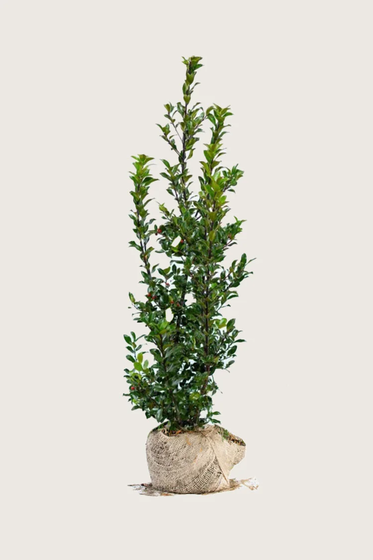 Blå Kristtorn Blue Maid 200cm Forgrenet | Plantinavia