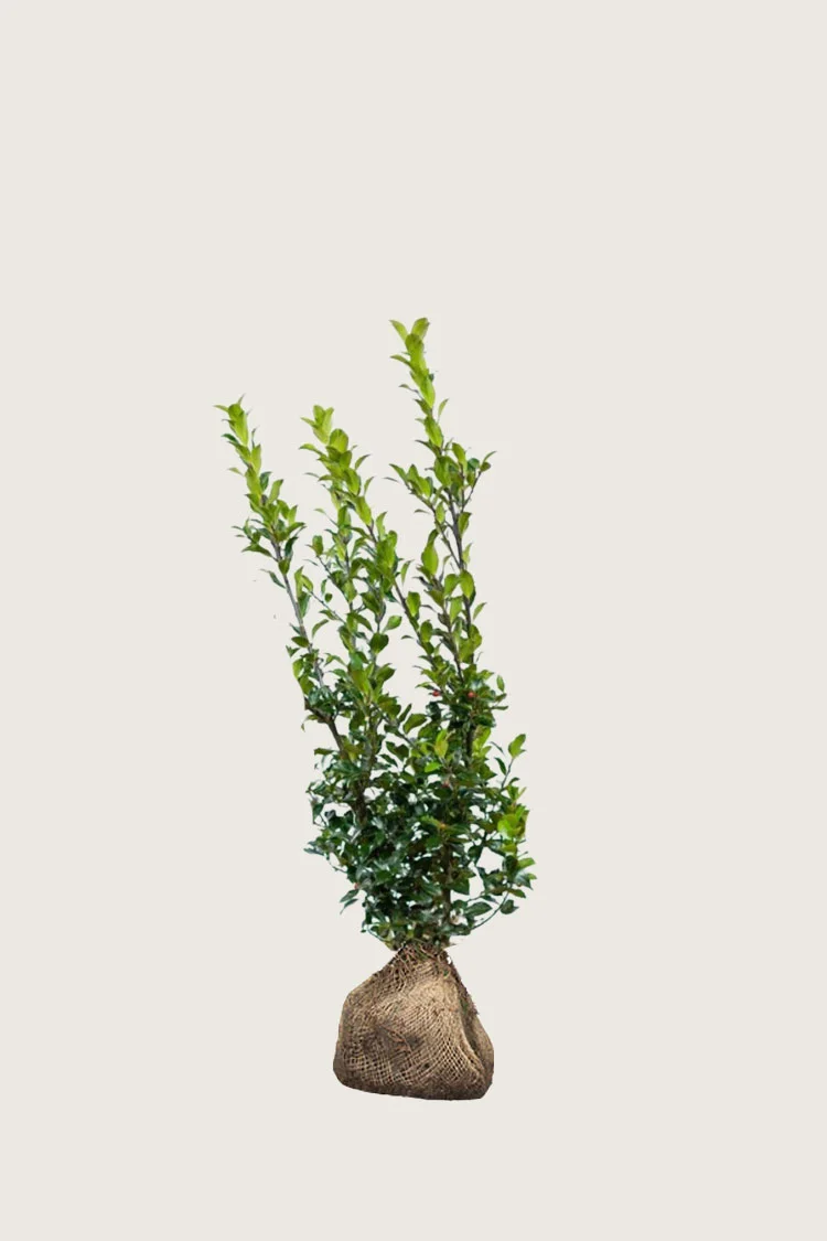 Blå Kristtorn Blue Maid 40cm Forgrenet | Plantinavia