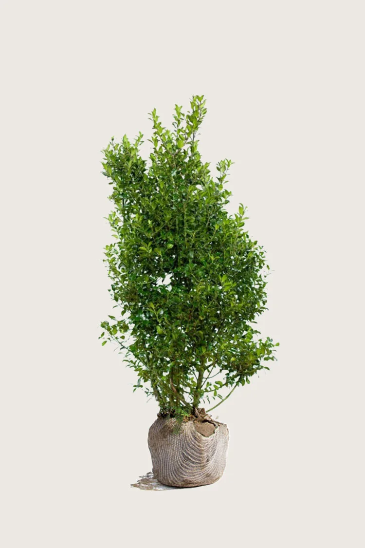 Blå Kristtorn Blue Maid 125cm Vel forgrenet | Plantinavia