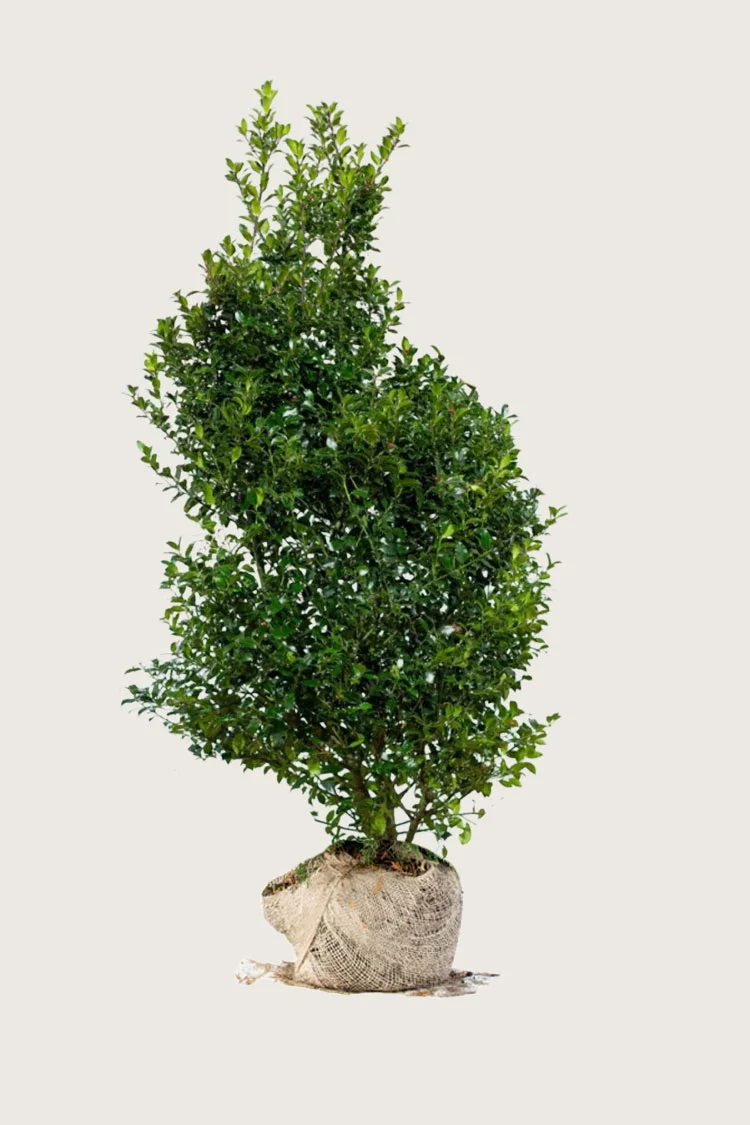 Blå Kristtorn Blue Maid 350cm Vel forgrenet | Plantinavia