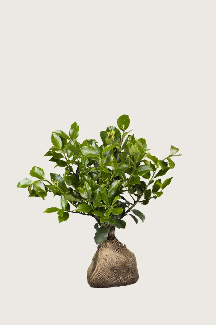 Blå Kristtorn Blue Maid 80cm Vel forgrenet | Plantinavia