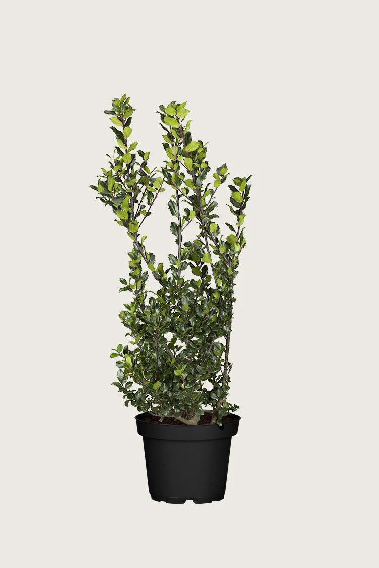 Blå Kristtorn Blue Prince 125cm Forgrenet | Plantinavia
