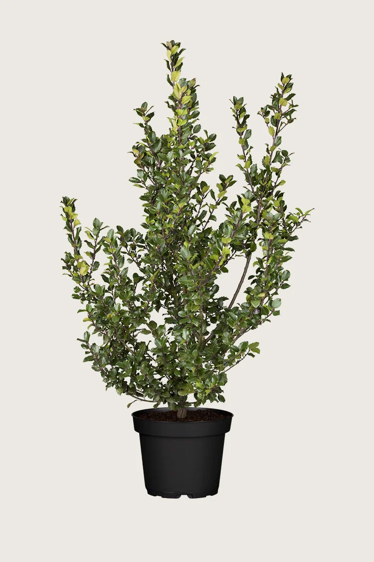 Blå Kristtorn Blue Prince 250cm Forgrenet | Plantinavia