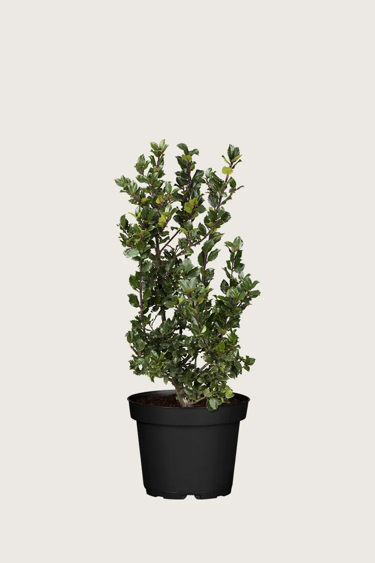 Blå Kristtorn Blue Prince 40cm Forgrenet | Plantinavia