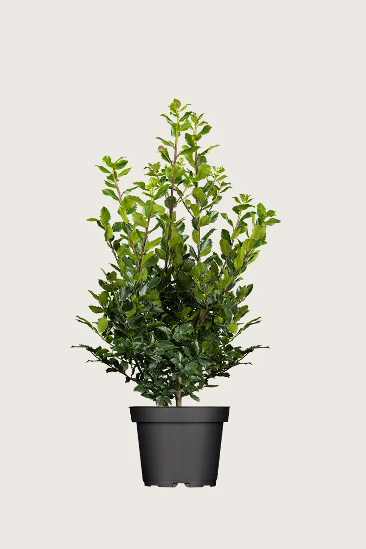 Blå Kristtorn Blue Prince 175cm Vel forgrenet | Plantinavia