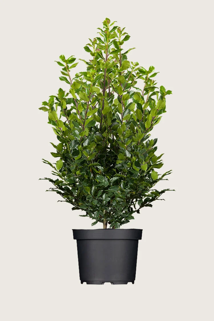 Blå Kristtorn Blue Prince 300cm Vel forgrenet | Plantinavia