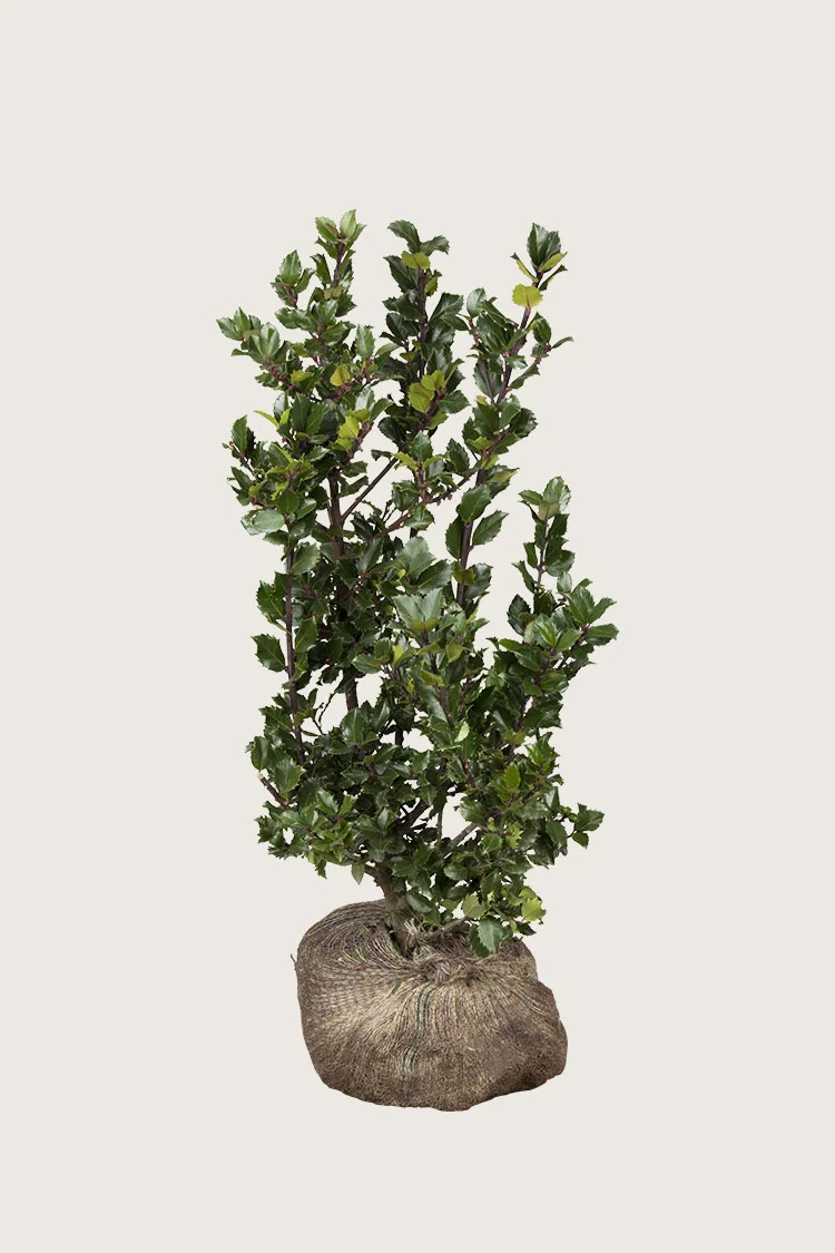 Blå Kristtorn Blue Prince 125cm Forgrenet | Plantinavia