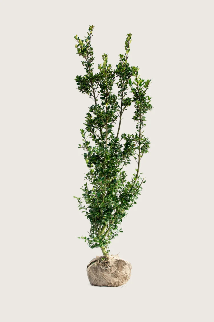 Blå Kristtorn Blue Prince 250cm Forgrenet | Plantinavia