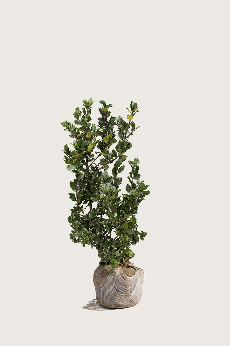 Blå Kristtorn Blue Prince 80cm Forgrenet | Plantinavia