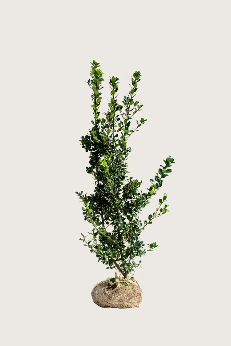 Blå Kristtorn Blue Prince 150cm Vel forgrenet | Plantinavia