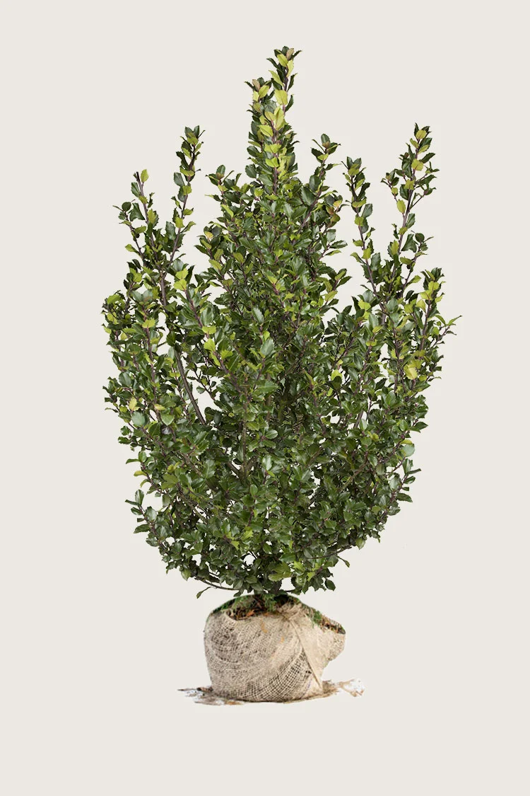 Blå Kristtorn Blue Prince 225cm Vel forgrenet | Plantinavia