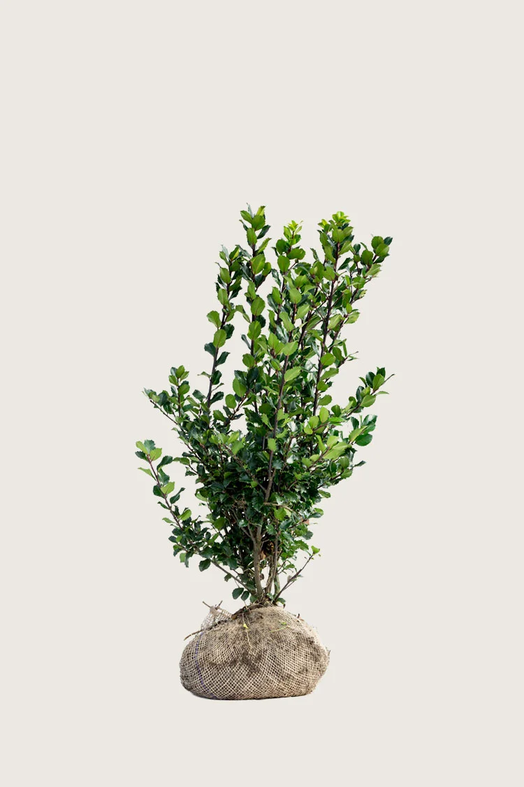 Blå Kristtorn Blue Prince 60cm Vel forgrenet | Plantinavia