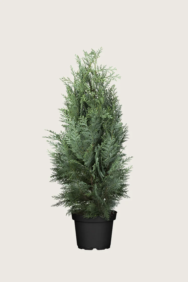 Blå ædelcypres 125cm Forgrenet | Plantinavia
