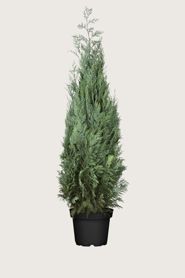 Blå ædelcypres 200cm Forgrenet | Plantinavia