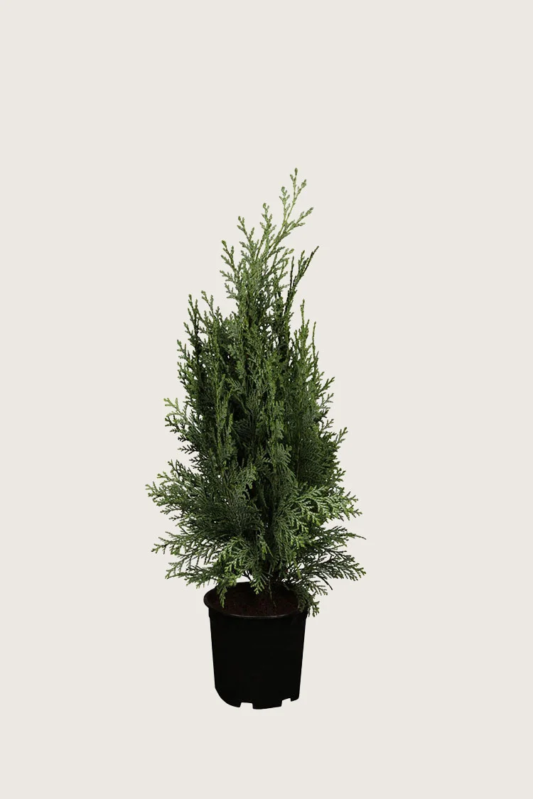 Blå ædelcypres 40cm Forgrenet | Plantinavia