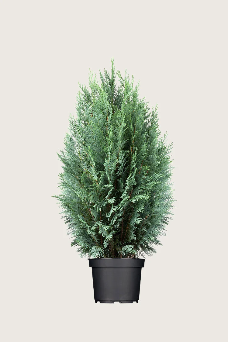 Blå ædelcypres 175cm Vel forgrenet | Plantinavia