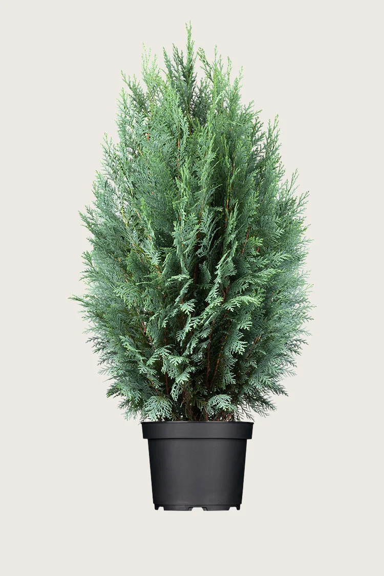 Blå ædelcypres 200cm Vel forgrenet | Plantinavia