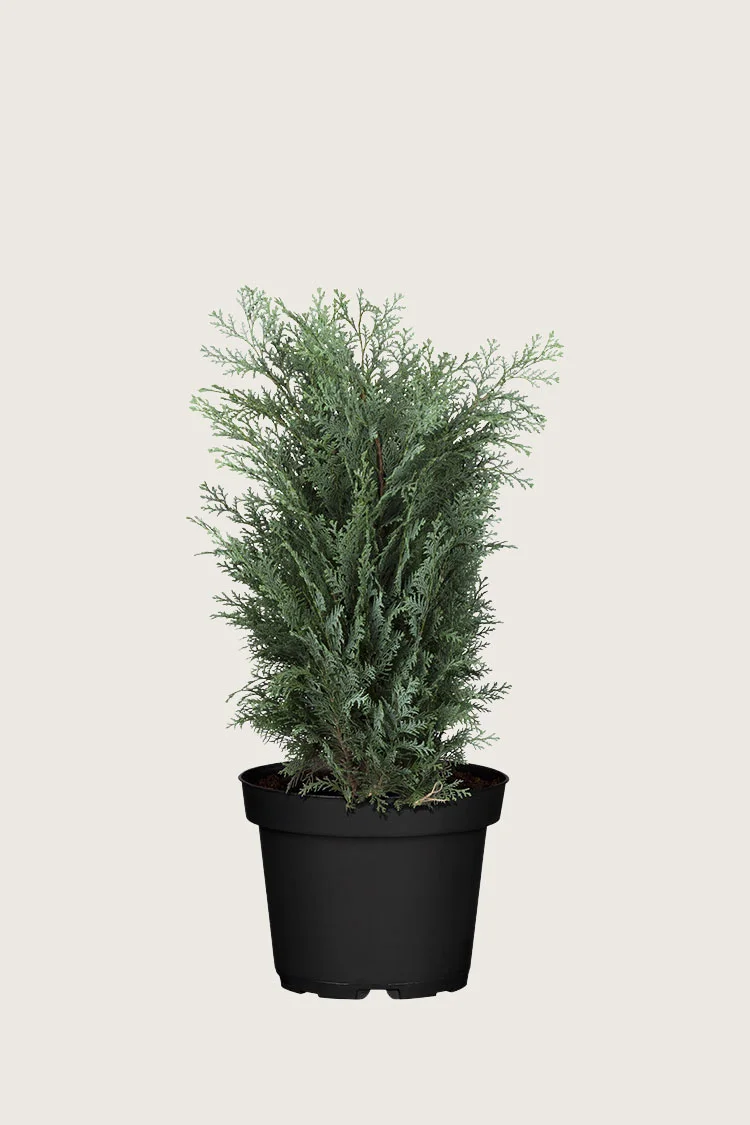 Blå ædelcypres 80cm Vel forgrenet | Plantinavia