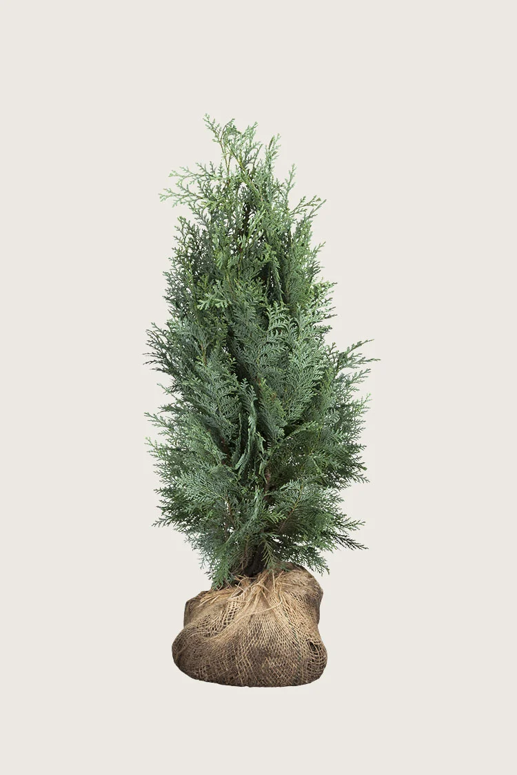 Blå ædelcypres 175cm Forgrenet | Plantinavia