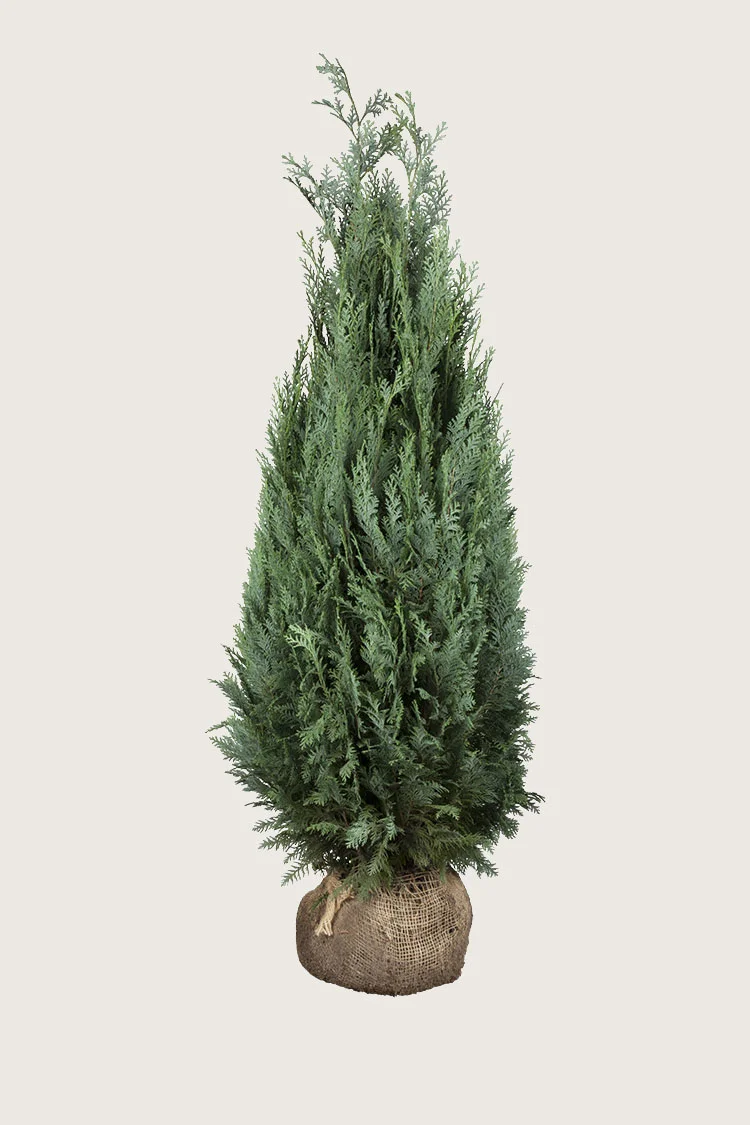 Blå ædelcypres 200cm Forgrenet | Plantinavia