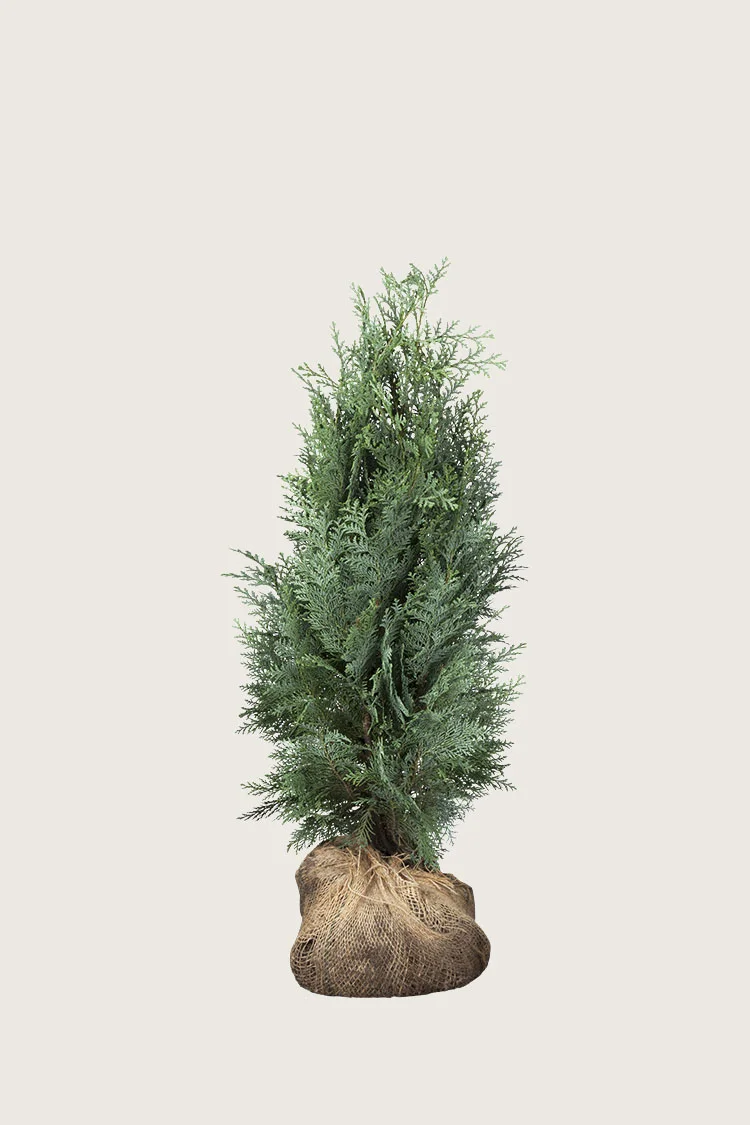 Blå ædelcypres 40cm Forgrenet | Plantinavia