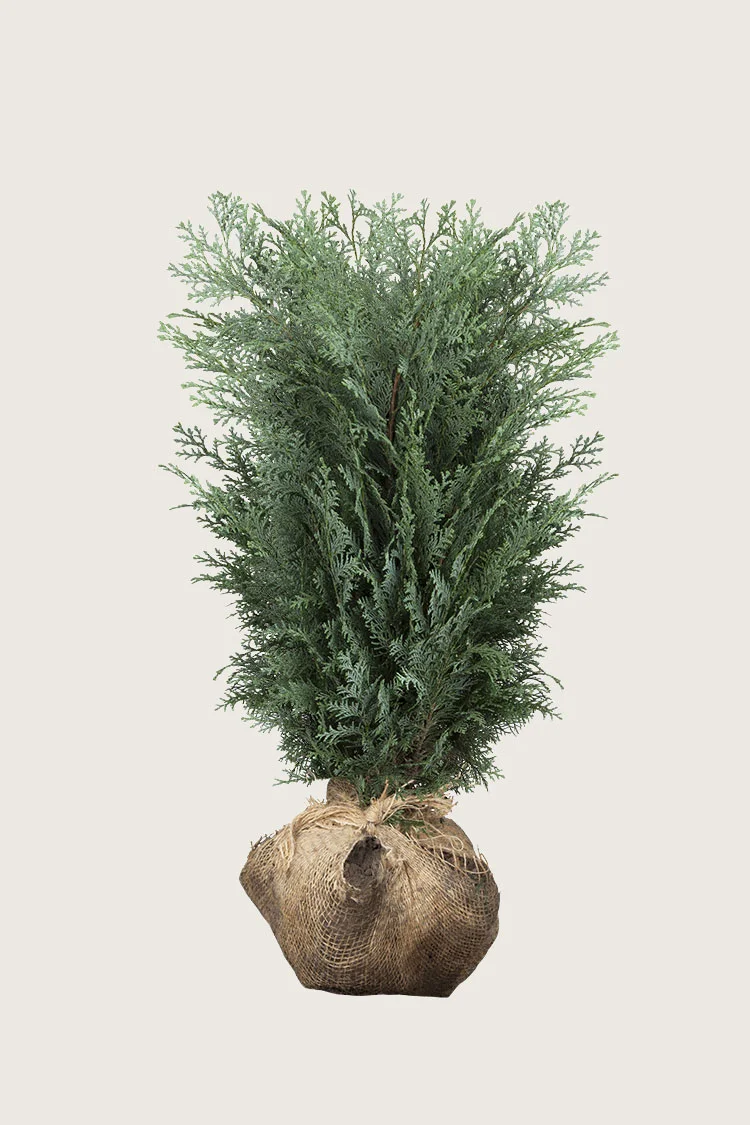 Blå ædelcypres 175cm Vel forgrenet | Plantinavia