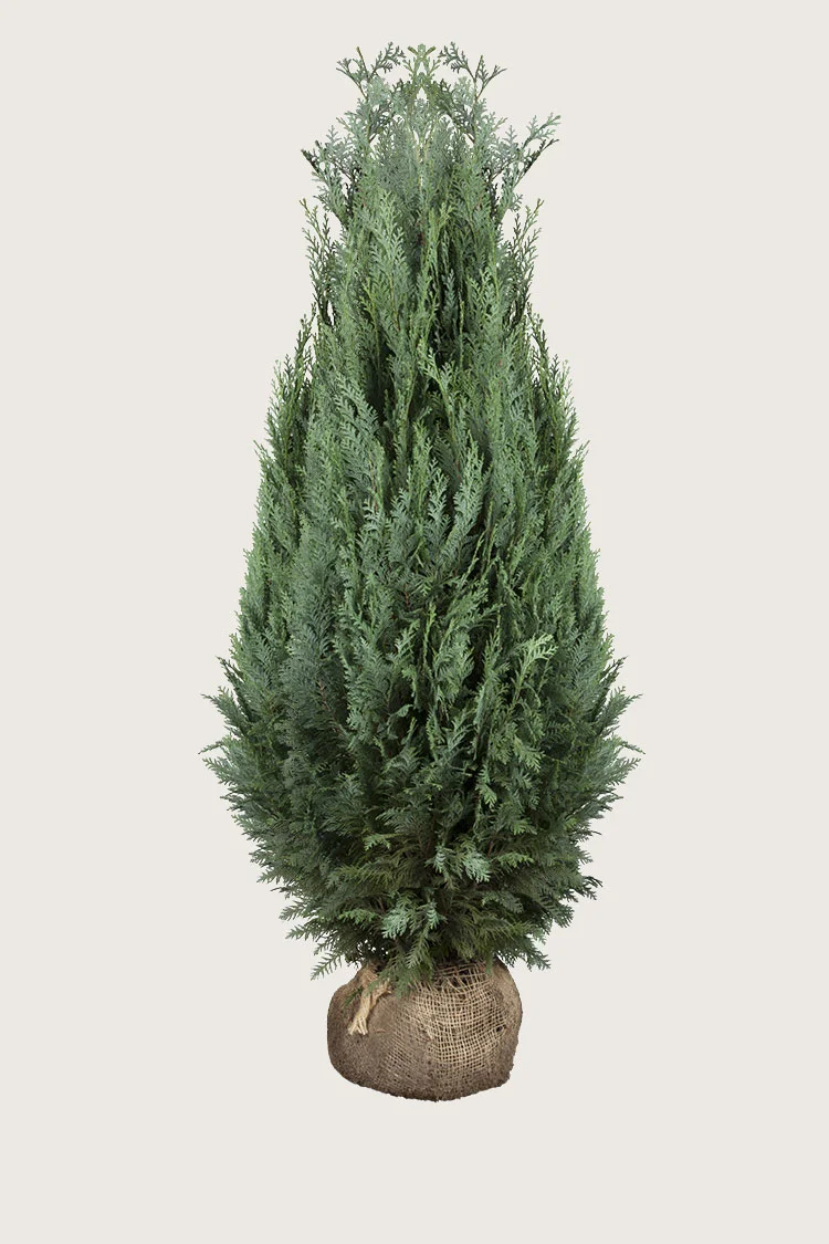 Blå ædelcypres 225cm Vel forgrenet | Plantinavia