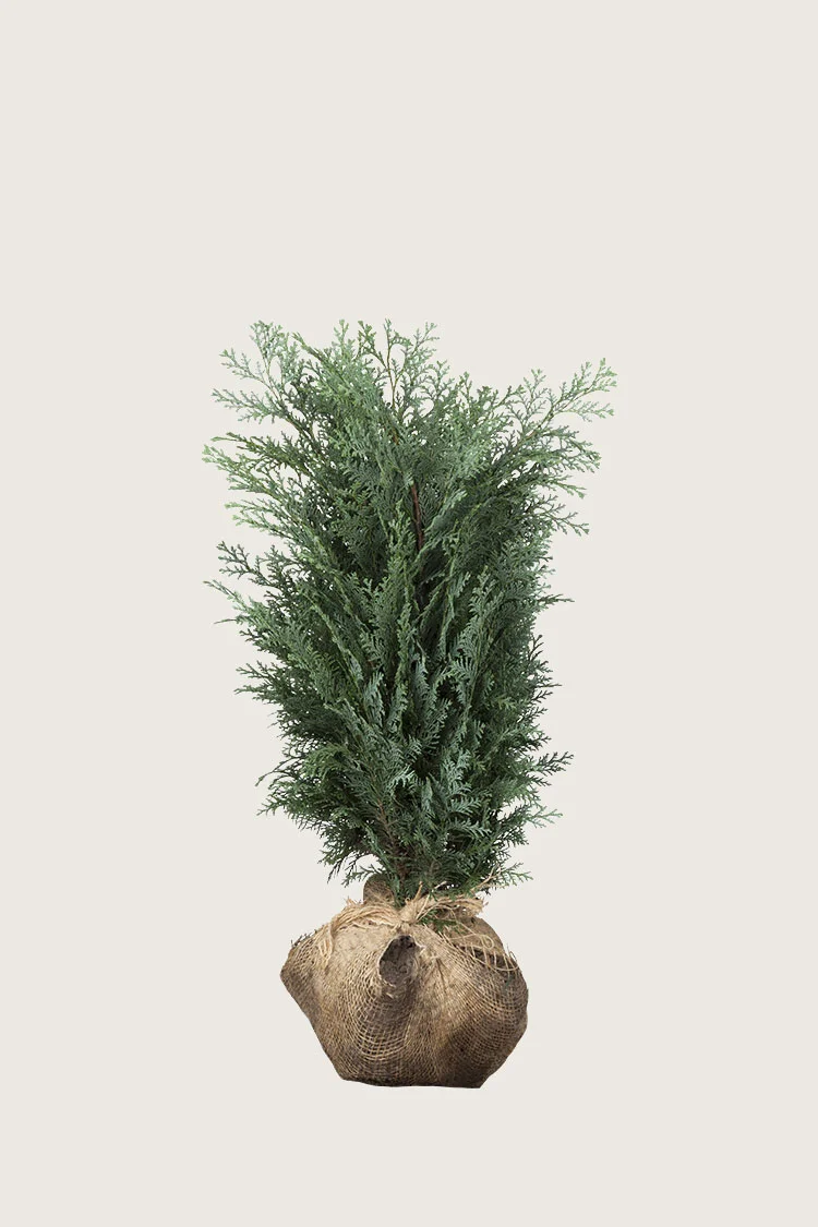 Blå ædelcypres 60cm Vel forgrenet | Plantinavia