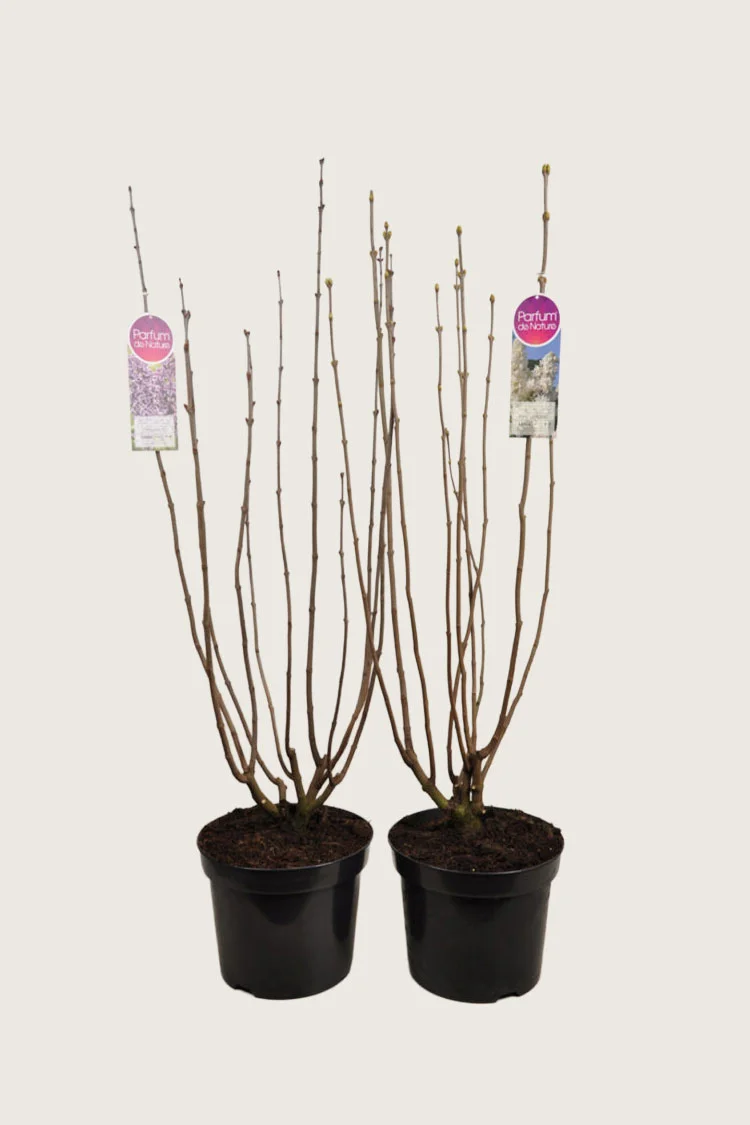 Blandet Syren 100cm Forgrenet | Plantinavia