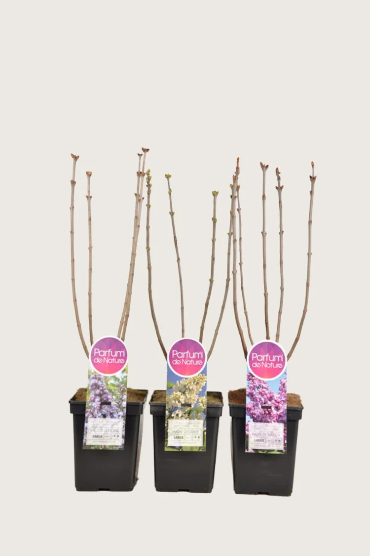 Blandet Syren 60cm Forgrenet | Plantinavia
