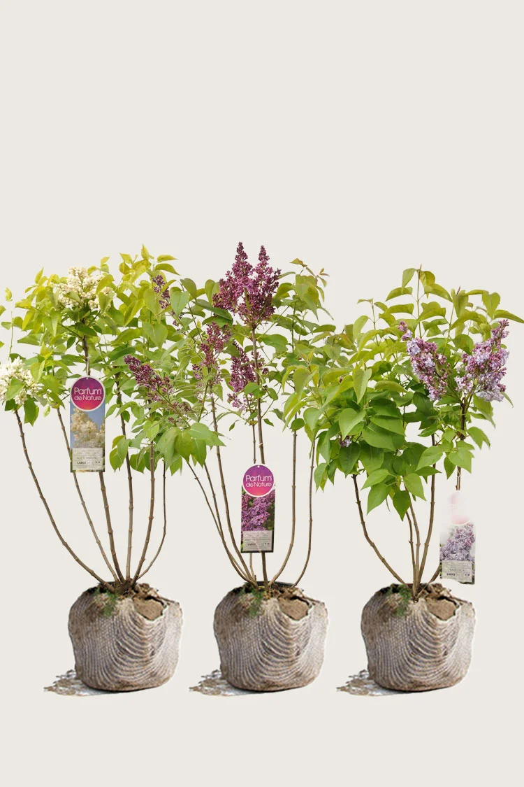 Blandet Syren 60cm Vel forgrenet | Plantinavia