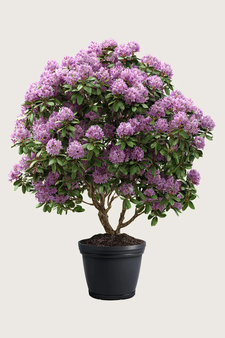 Blandet rhododendron 150cm Vel forgrenet | Plantinavia