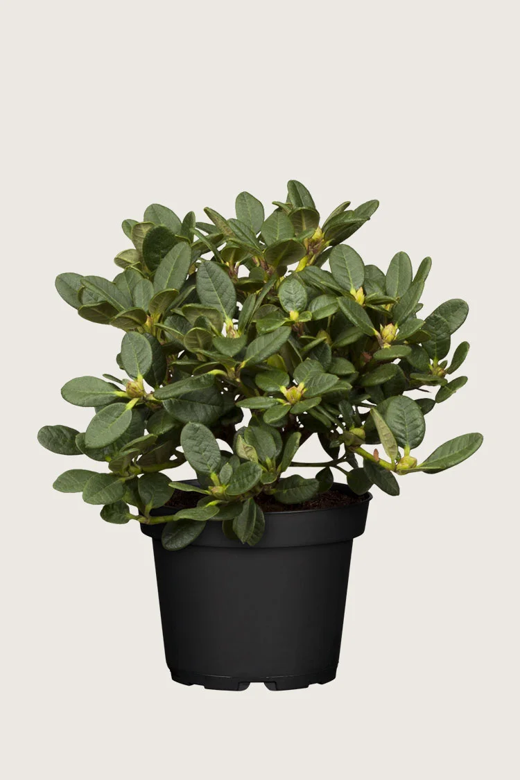 Blandet rhododendron 40cm Forgrenet | Plantinavia