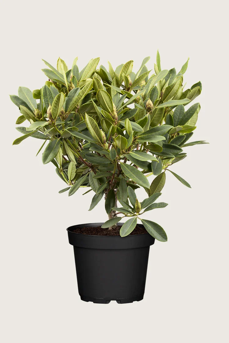 Blandet rhododendron 100cm Vel forgrenet | Plantinavia
