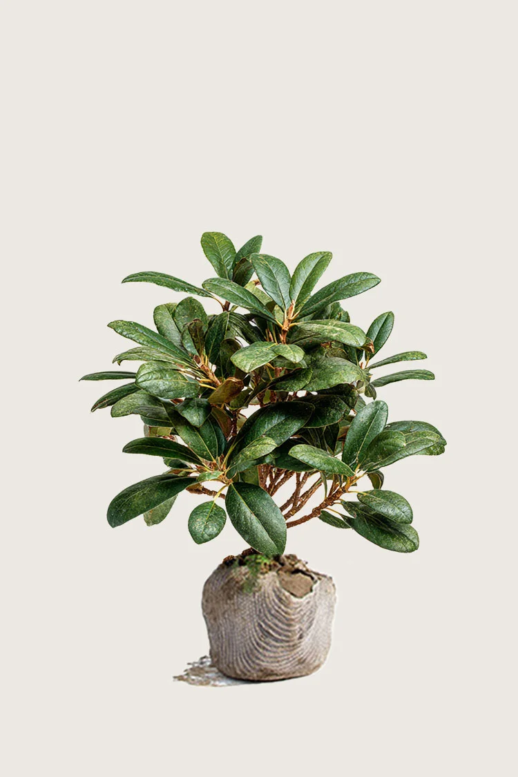 Blandet rhododendron 60cm Forgrenet | Plantinavia