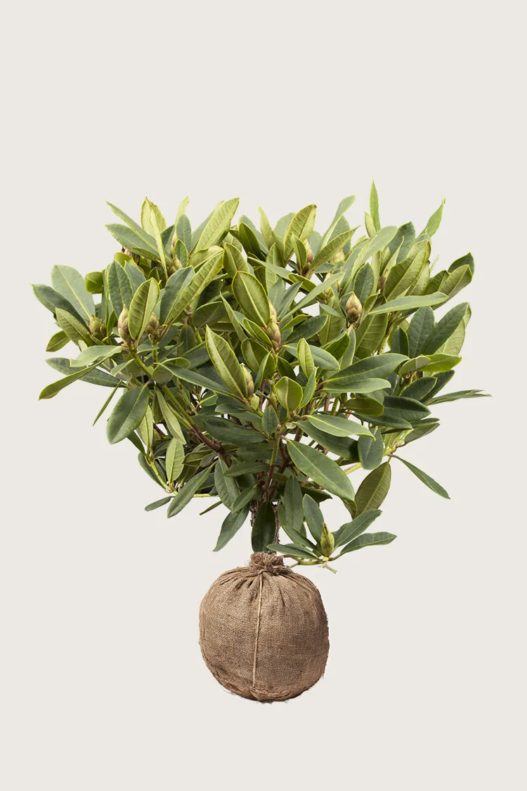 Blandet rhododendron 100cm Vel forgrenet | Plantinavia
