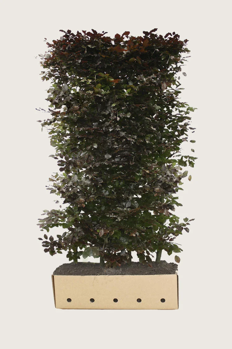 Blodbøg 120cm Vel forgrenet | Plantinavia